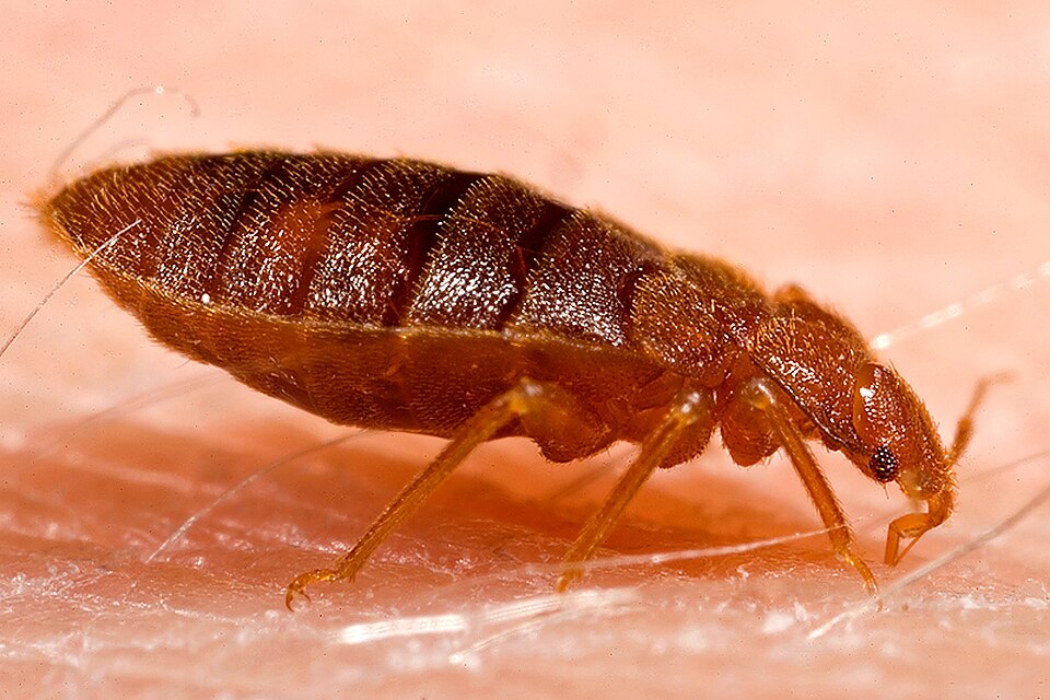 Close-up photograph of an adult bed bug, a flat oval reddish-brown insect, on human skin
