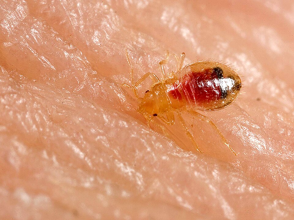 Close-up photograph of a pale, translucent bed bug nymph with red ingested blood visible through its body